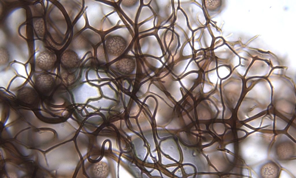 Stemonitis? Stemonitopsis?